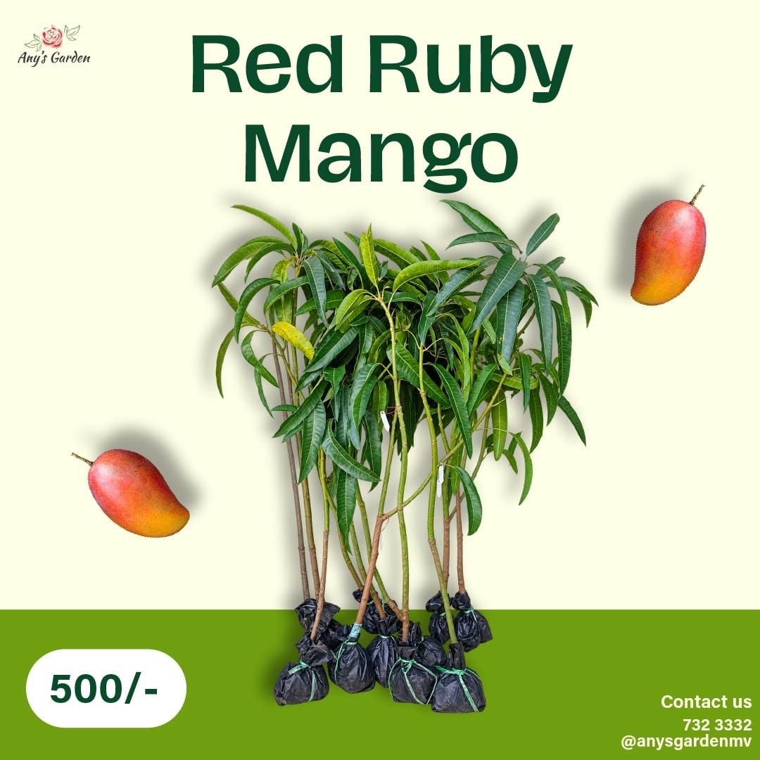 Mango - Red Ruby