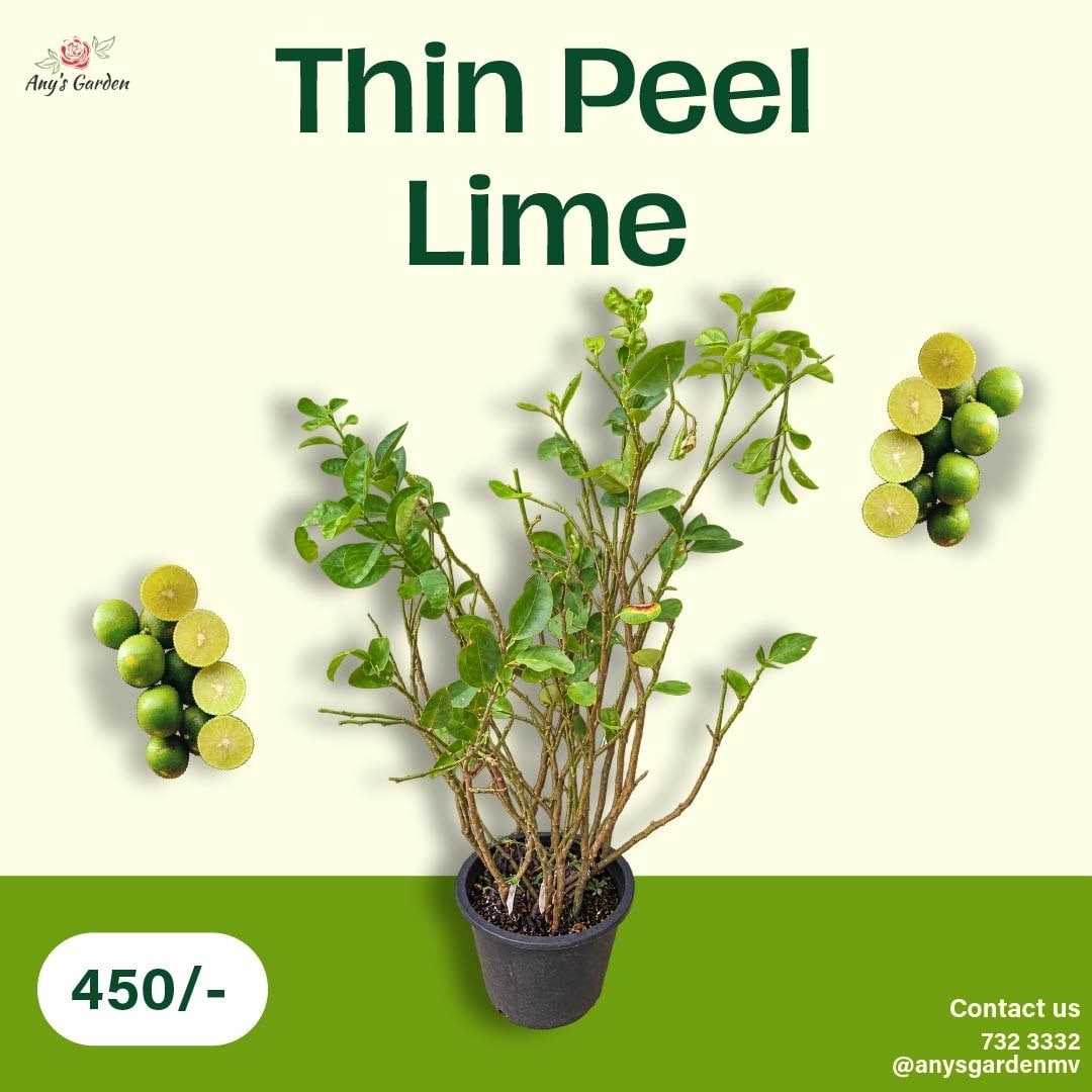 Lime - Thin Peel — AG26-0465