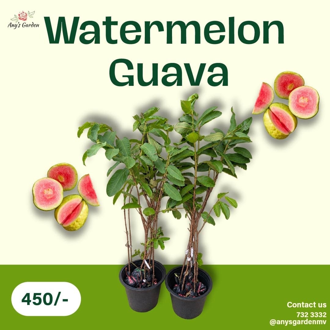 Guava - Watermelon — AG26-0475