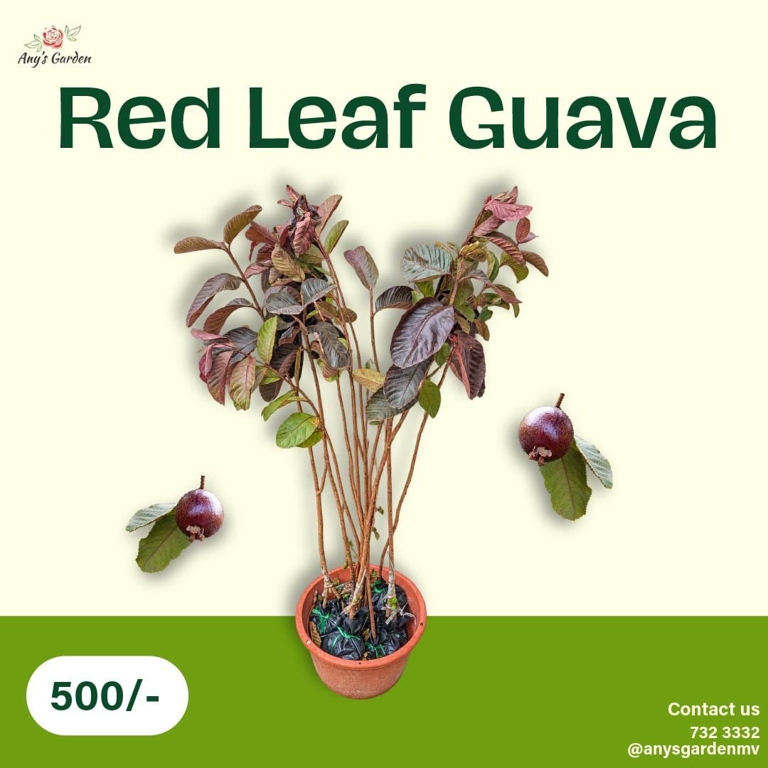 Guava - Red Leaf