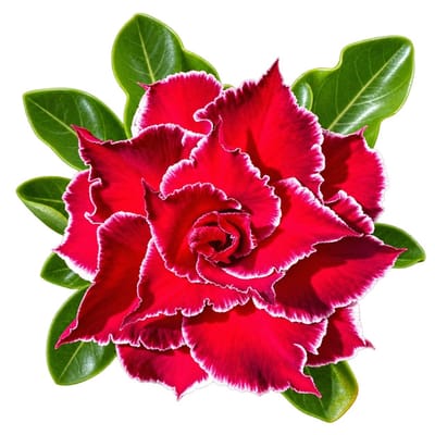 Adenium - Lack Hong