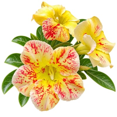 Adenium - 8907