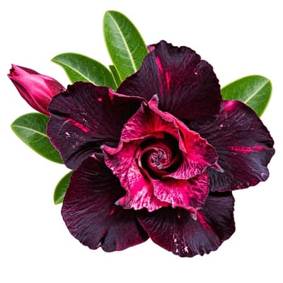 Adenium - Dark Velvet