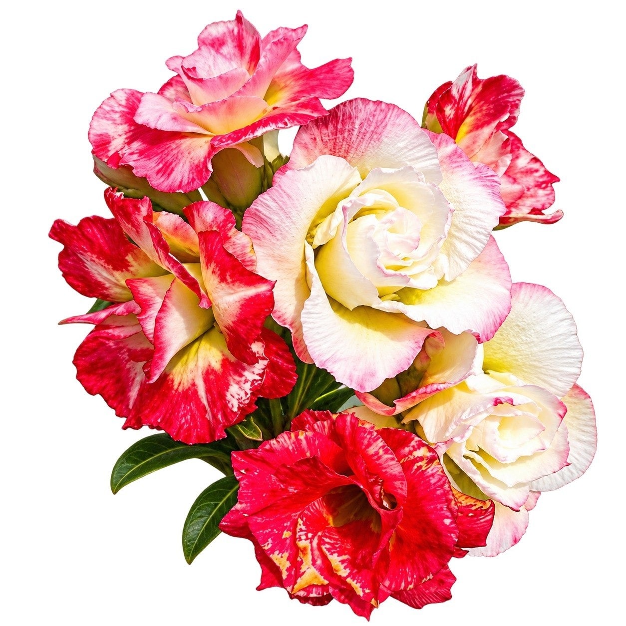 Adenium - Maya