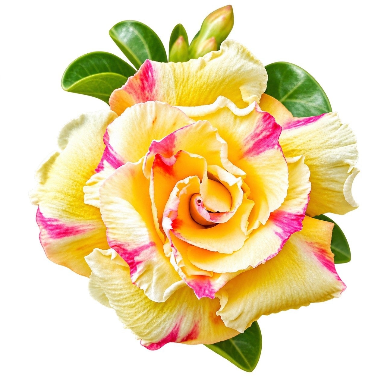 Adenium - 8778