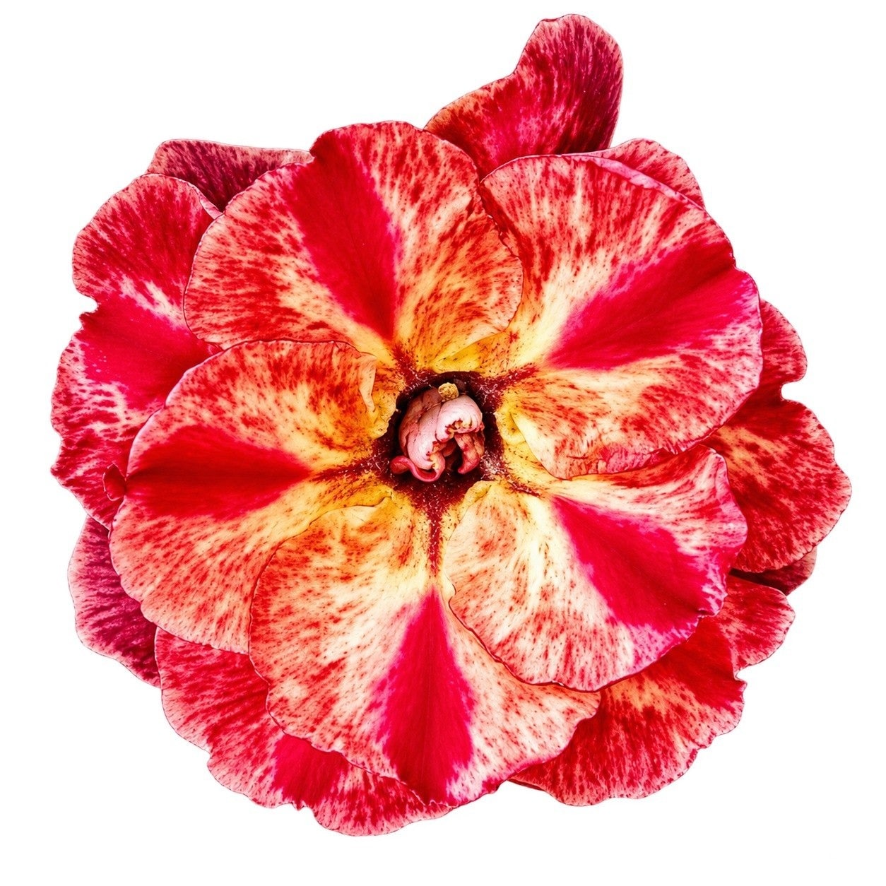 Adenium - 8989
