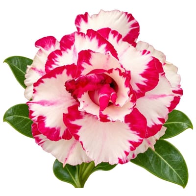 Adenium - Beautiful