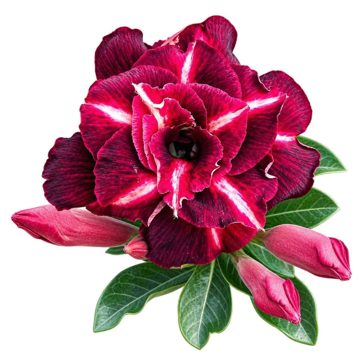 Adenium - 8990