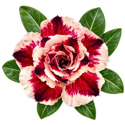 Adenium - 8888