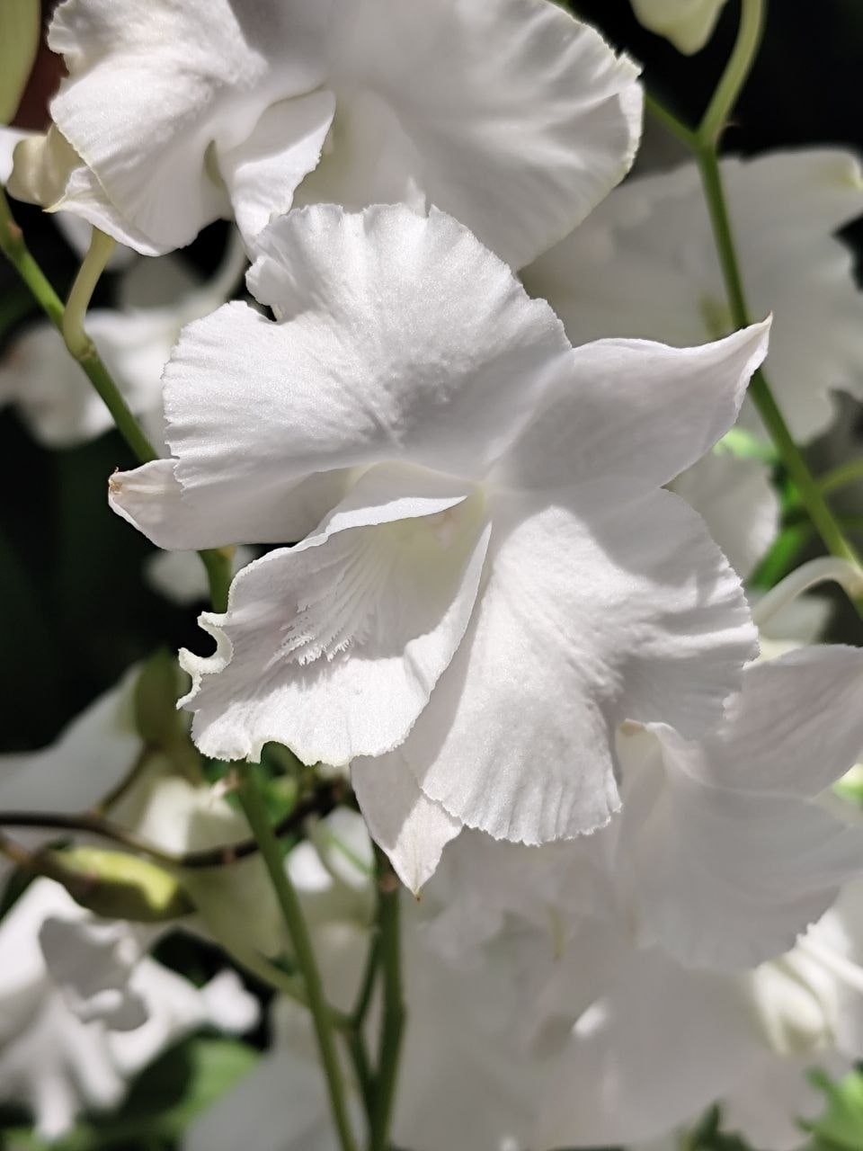 Dendrobium - No.1 White