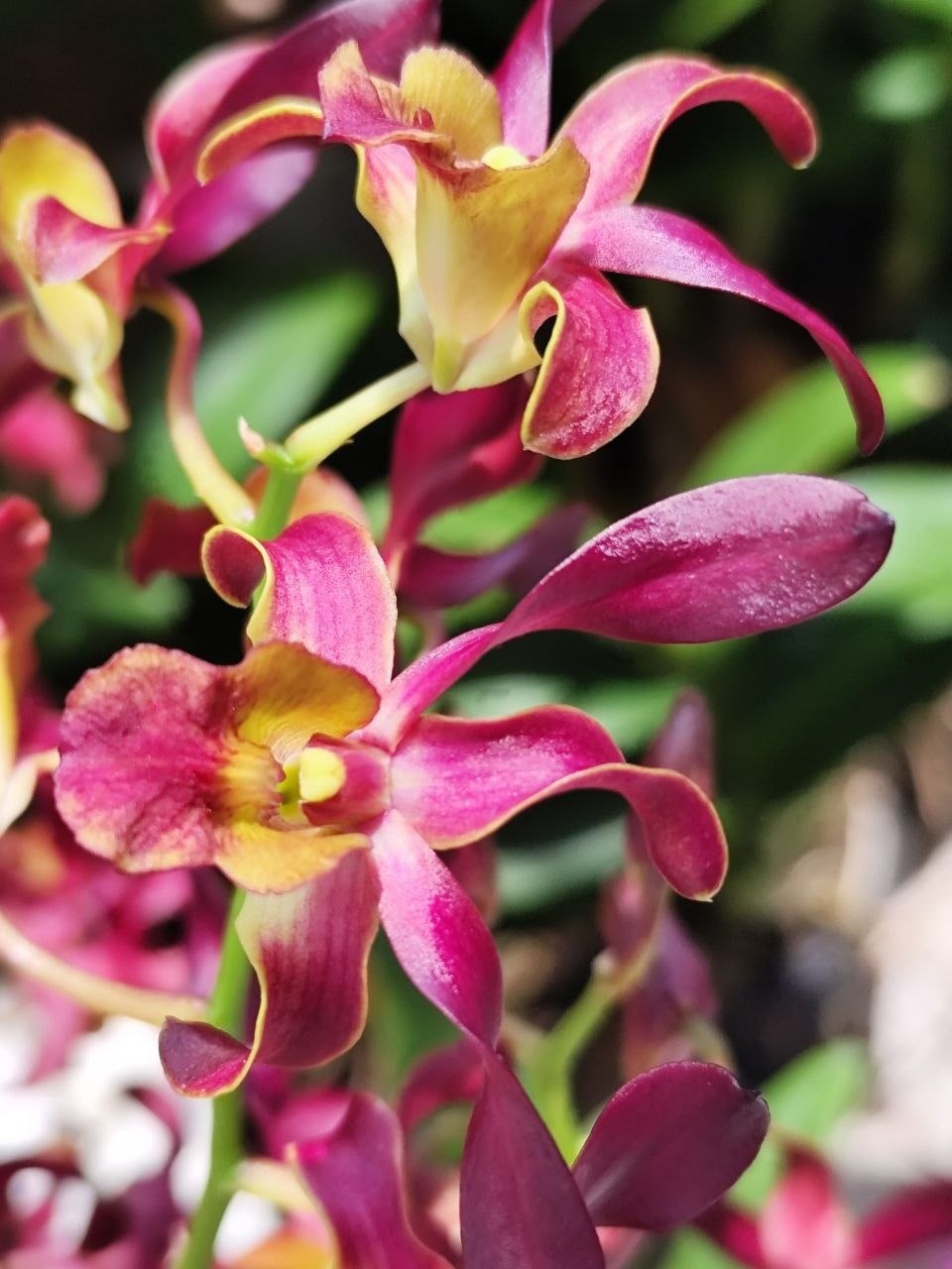 Dendrobium - No.2 Red