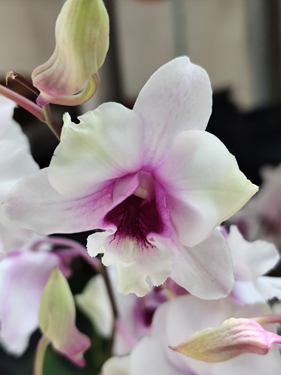 Dendrobium - No.3 Lilac Blush