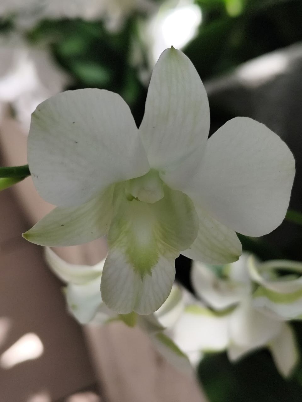 Dendrobium - No.4 Green Throat