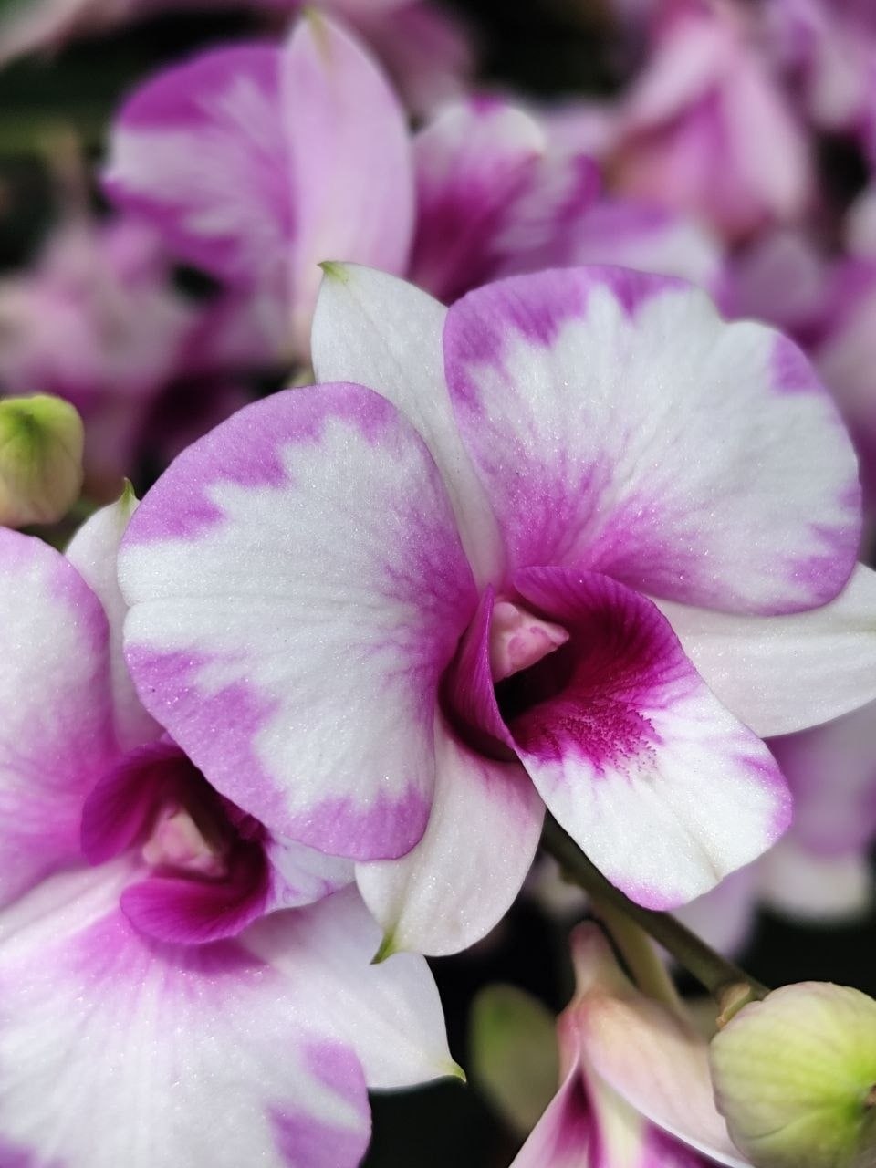 Dendrobium - No.5 Pink Tips