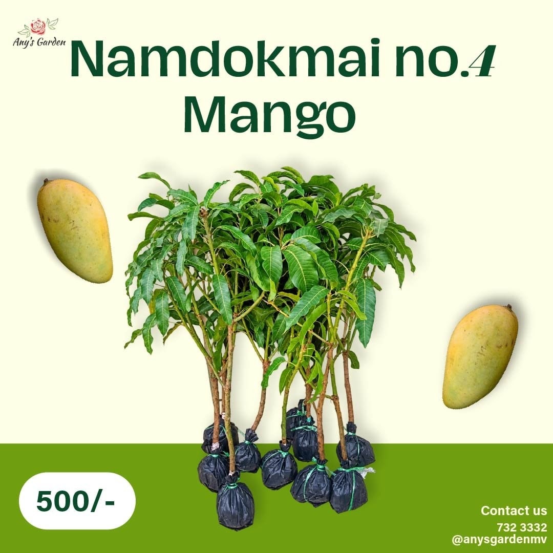 Mango - Namdokmai 4