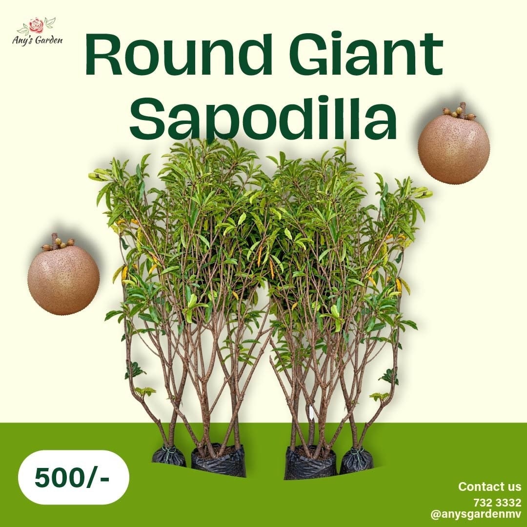Sapodilla - Round Giant